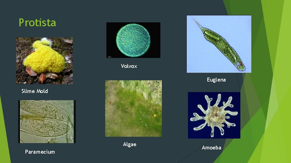 Protista Volvox Euglena Slime Mold Algae Paramecium Amoeba 