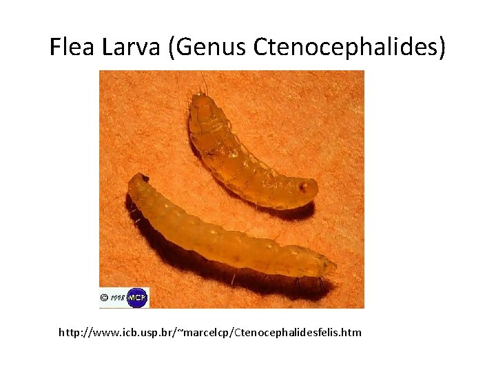 Flea Larva (Genus Ctenocephalides) http: //www. icb. usp. br/~marcelcp/Ctenocephalidesfelis. htm 