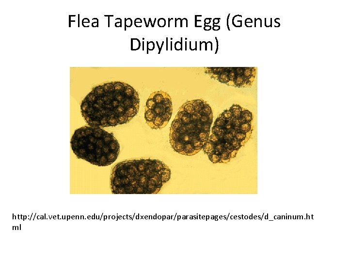 Flea Tapeworm Egg (Genus Dipylidium) http: //cal. vet. upenn. edu/projects/dxendopar/parasitepages/cestodes/d_caninum. ht ml 