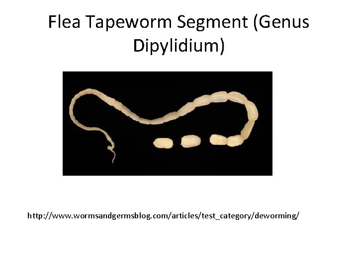 Flea Tapeworm Segment (Genus Dipylidium) http: //www. wormsandgermsblog. com/articles/test_category/deworming/ 