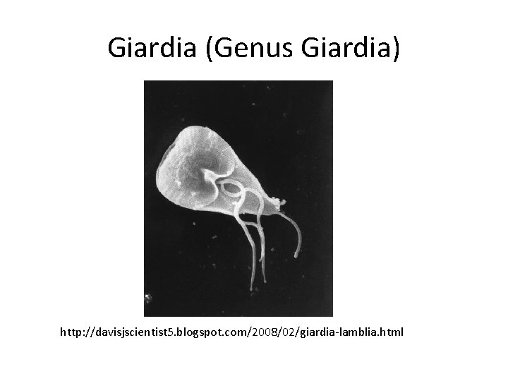 Giardia (Genus Giardia) http: //davisjscientist 5. blogspot. com/2008/02/giardia-lamblia. html 