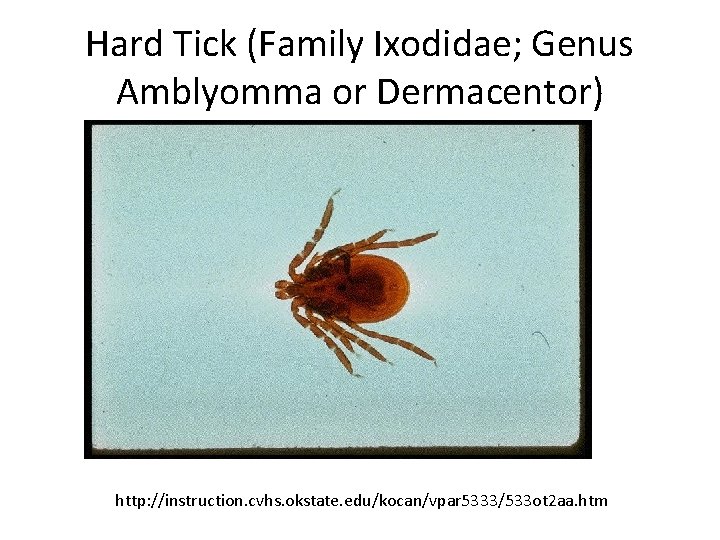 Hard Tick (Family Ixodidae; Genus Amblyomma or Dermacentor) http: //instruction. cvhs. okstate. edu/kocan/vpar 5333/533
