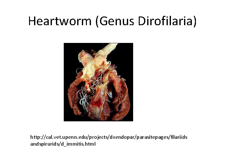 Heartworm (Genus Dirofilaria) http: //cal. vet. upenn. edu/projects/dxendopar/parasitepages/filariids andspirurids/d_immitis. html 