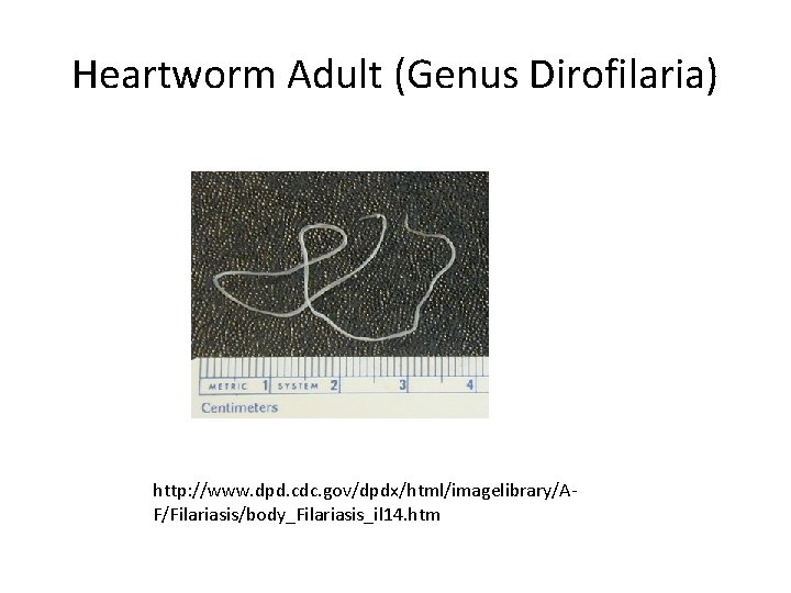 Heartworm Adult (Genus Dirofilaria) http: //www. dpd. cdc. gov/dpdx/html/imagelibrary/AF/Filariasis/body_Filariasis_il 14. htm 