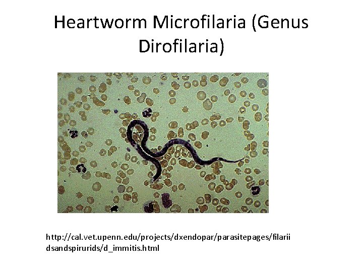 Heartworm Microfilaria (Genus Dirofilaria) http: //cal. vet. upenn. edu/projects/dxendopar/parasitepages/filarii dsandspirurids/d_immitis. html 