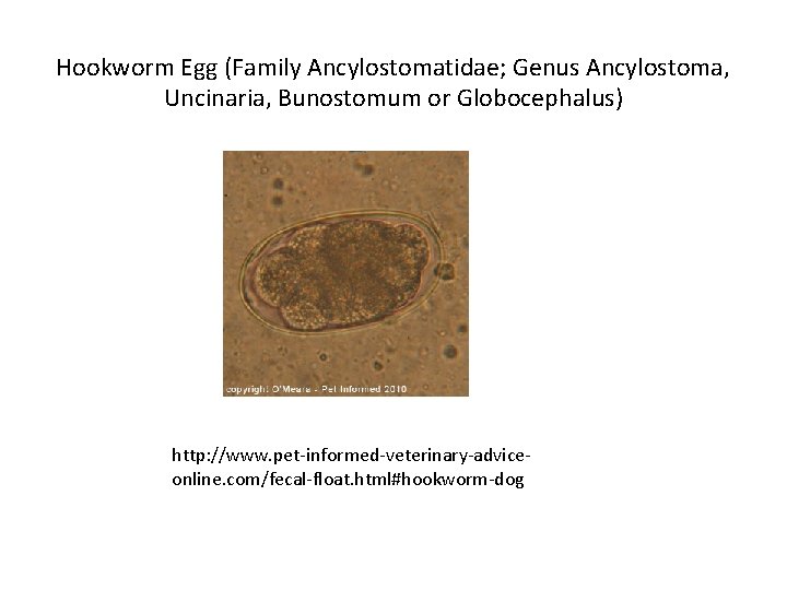 Hookworm Egg (Family Ancylostomatidae; Genus Ancylostoma, Uncinaria, Bunostomum or Globocephalus) http: //www. pet-informed-veterinary-adviceonline. com/fecal-float.