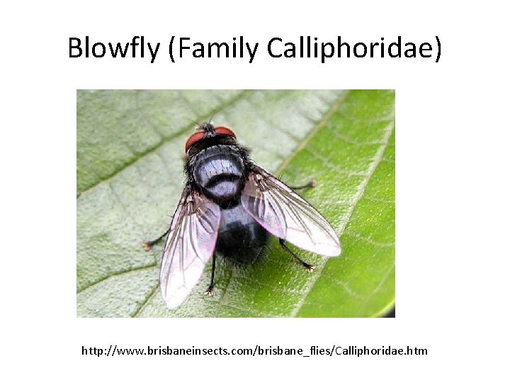 Blowfly (Family Calliphoridae) http: //www. brisbaneinsects. com/brisbane_flies/Calliphoridae. htm 