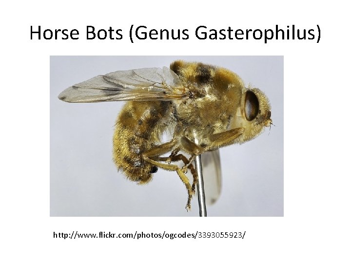 Horse Bots (Genus Gasterophilus) http: //www. flickr. com/photos/ogcodes/3393055923/ 
