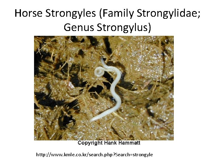 Horse Strongyles (Family Strongylidae; Genus Strongylus) http: //www. kmle. co. kr/search. php? Search=strongyle 
