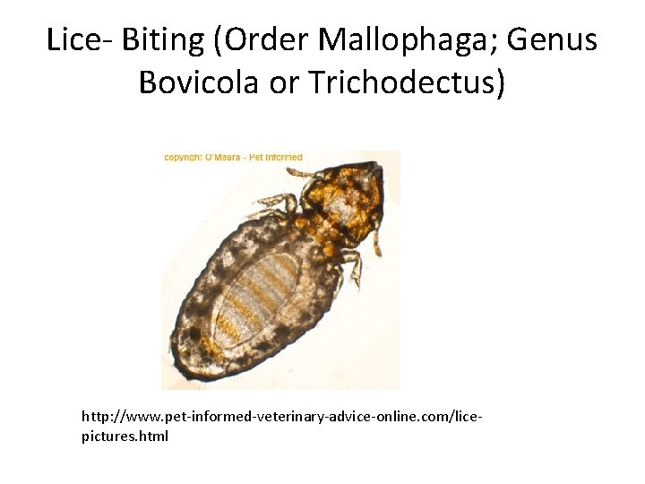 Lice- Biting (Order Mallophaga; Genus Bovicola or Trichodectus) http: //www. pet-informed-veterinary-advice-online. com/licepictures. html 