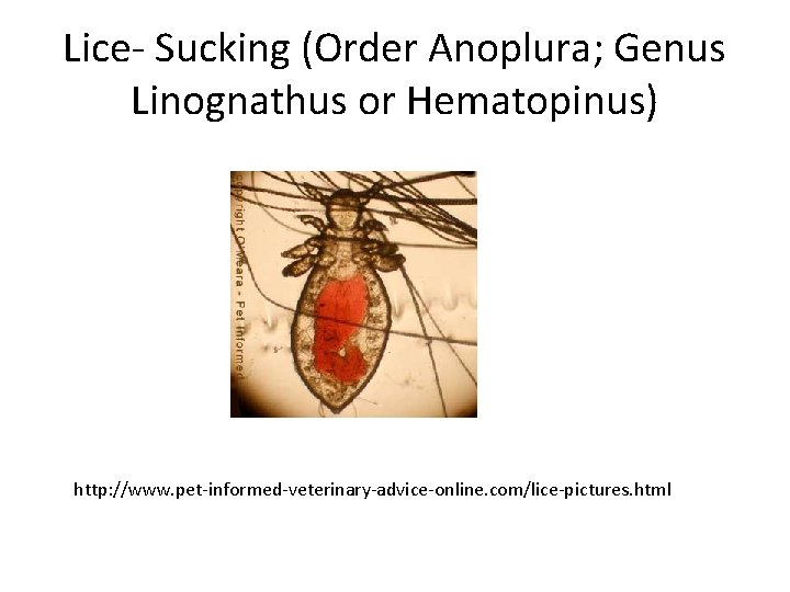 Lice- Sucking (Order Anoplura; Genus Linognathus or Hematopinus) http: //www. pet-informed-veterinary-advice-online. com/lice-pictures. html 