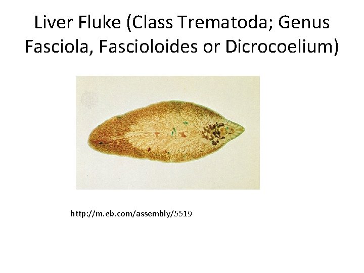 Liver Fluke (Class Trematoda; Genus Fasciola, Fascioloides or Dicrocoelium) http: //m. eb. com/assembly/5519 