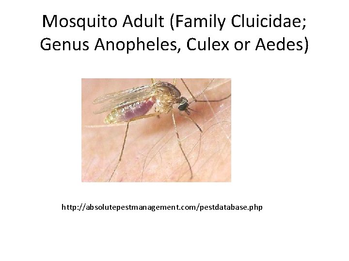 Mosquito Adult (Family Cluicidae; Genus Anopheles, Culex or Aedes) http: //absolutepestmanagement. com/pestdatabase. php 