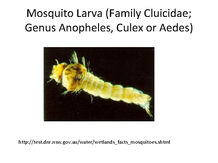 Mosquito Larva (Family Cluicidae; Genus Anopheles, Culex or Aedes) http: //test. dnr. nsw. gov.