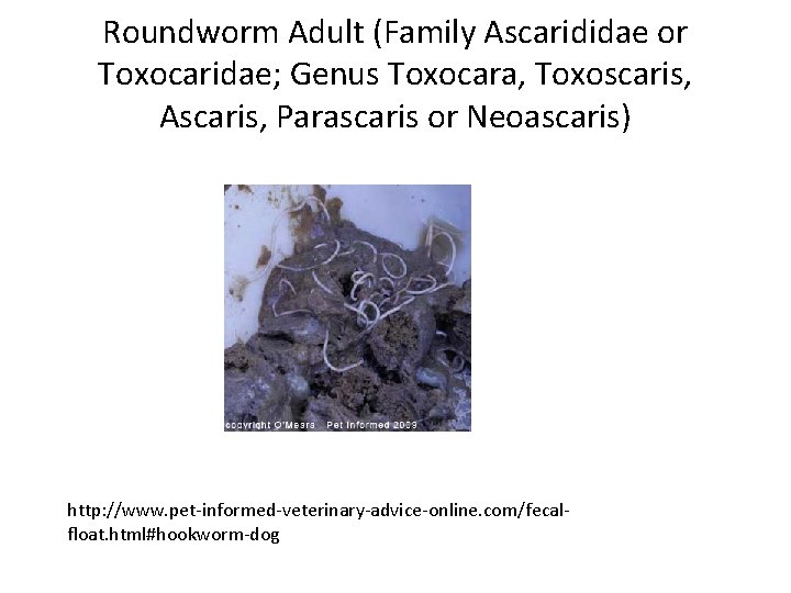 Roundworm Adult (Family Ascarididae or Toxocaridae; Genus Toxocara, Toxoscaris, Ascaris, Parascaris or Neoascaris) http: