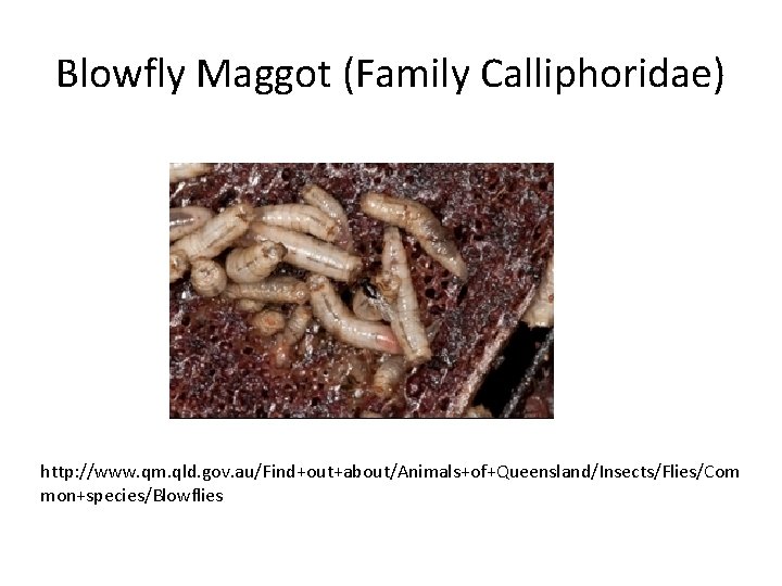 Blowfly Maggot (Family Calliphoridae) http: //www. qm. qld. gov. au/Find+out+about/Animals+of+Queensland/Insects/Flies/Com mon+species/Blowflies 