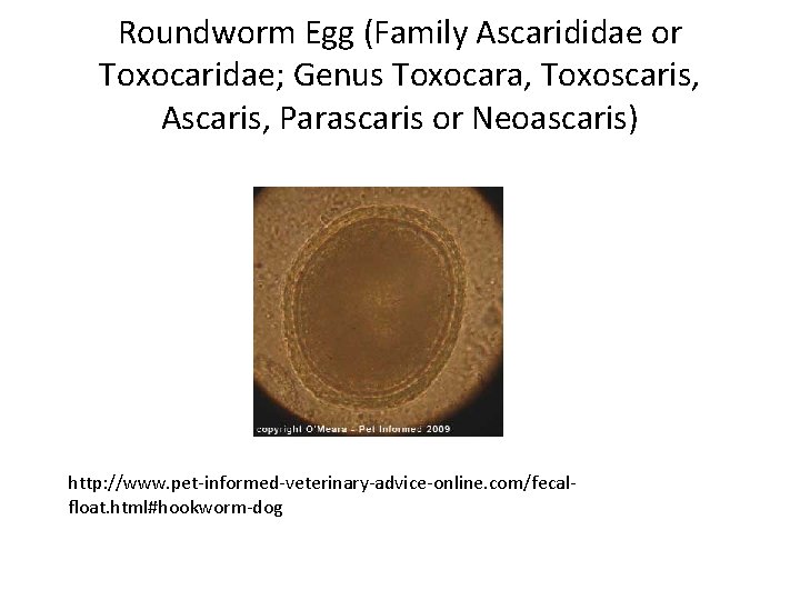 Roundworm Egg (Family Ascarididae or Toxocaridae; Genus Toxocara, Toxoscaris, Ascaris, Parascaris or Neoascaris) http: