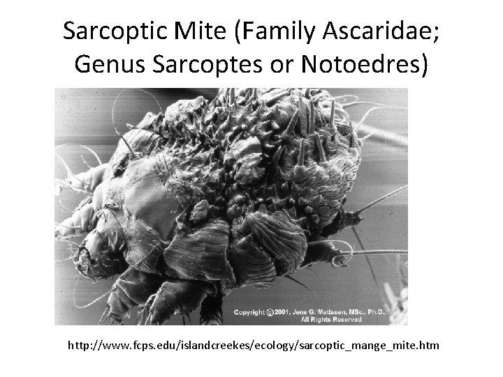 Sarcoptic Mite (Family Ascaridae; Genus Sarcoptes or Notoedres) http: //www. fcps. edu/islandcreekes/ecology/sarcoptic_mange_mite. htm 