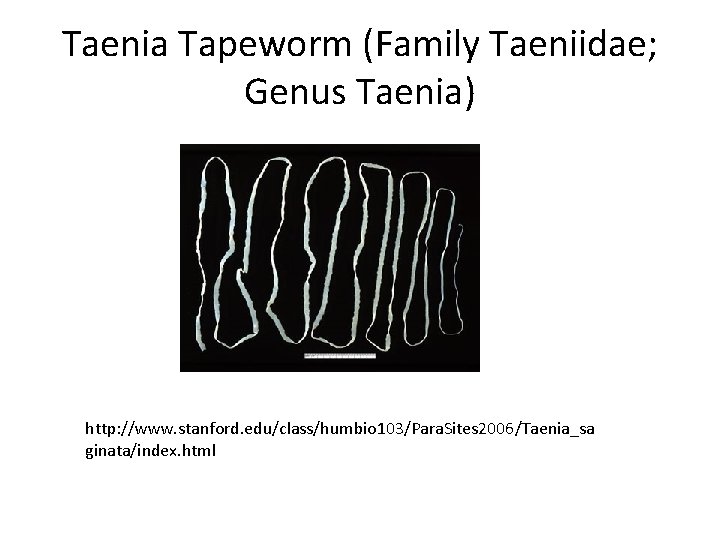 Taenia Tapeworm (Family Taeniidae; Genus Taenia) http: //www. stanford. edu/class/humbio 103/Para. Sites 2006/Taenia_sa ginata/index.