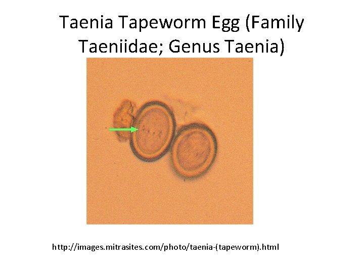 Taenia Tapeworm Egg (Family Taeniidae; Genus Taenia) http: //images. mitrasites. com/photo/taenia-(tapeworm). html 