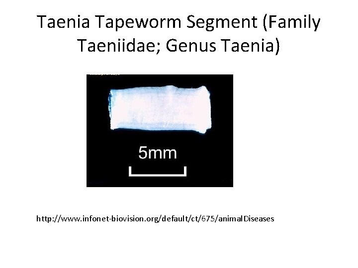 Taenia Tapeworm Segment (Family Taeniidae; Genus Taenia) http: //www. infonet-biovision. org/default/ct/675/animal. Diseases 