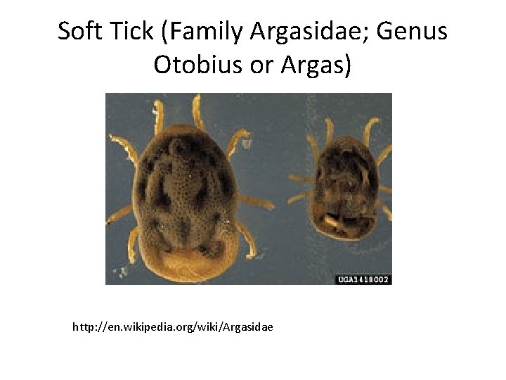 Soft Tick (Family Argasidae; Genus Otobius or Argas) http: //en. wikipedia. org/wiki/Argasidae 