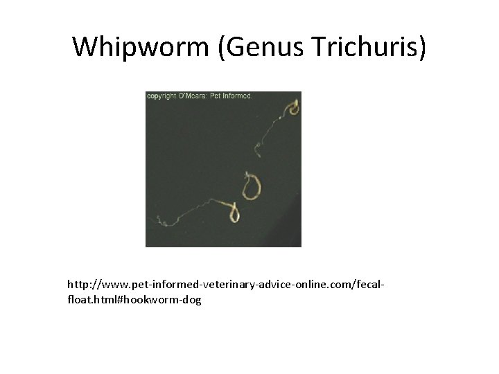 Whipworm (Genus Trichuris) http: //www. pet-informed-veterinary-advice-online. com/fecalfloat. html#hookworm-dog 