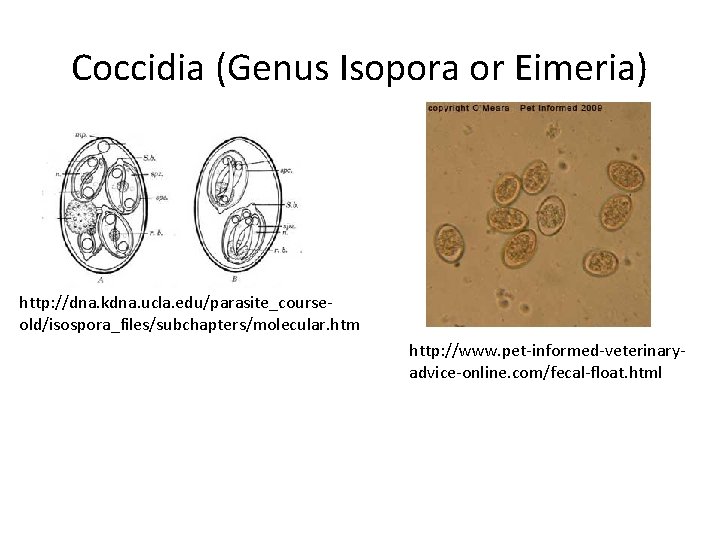 Coccidia (Genus Isopora or Eimeria) http: //dna. kdna. ucla. edu/parasite_courseold/isospora_files/subchapters/molecular. htm http: //www. pet-informed-veterinaryadvice-online.