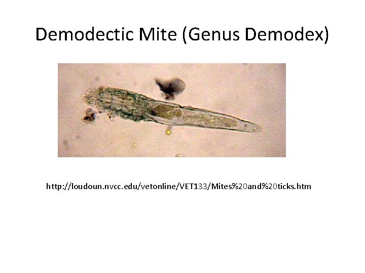 Demodectic Mite (Genus Demodex) http: //loudoun. nvcc. edu/vetonline/VET 133/Mites%20 and%20 ticks. htm 