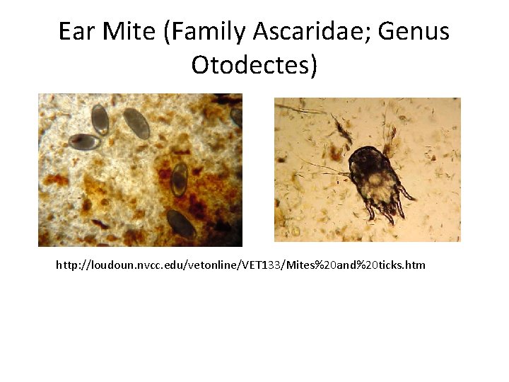 Ear Mite (Family Ascaridae; Genus Otodectes) http: //loudoun. nvcc. edu/vetonline/VET 133/Mites%20 and%20 ticks. htm