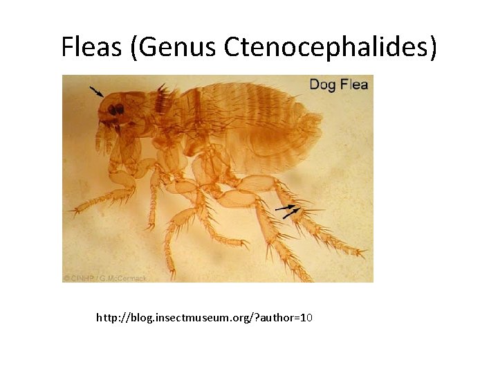 Fleas (Genus Ctenocephalides) http: //blog. insectmuseum. org/? author=10 