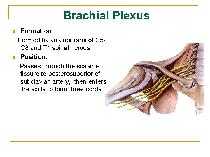 Brachial Plexus n n Formation: Formed by anterior rami of C 5 C 8