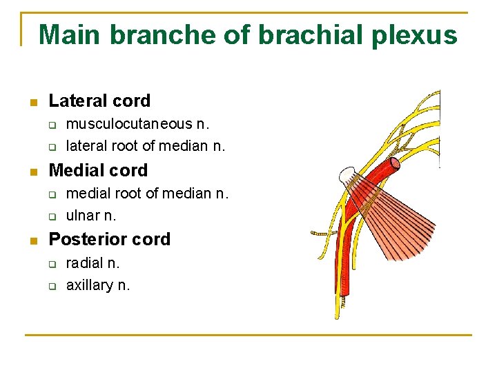 Main branche of brachial plexus n Lateral cord q q n Medial cord q