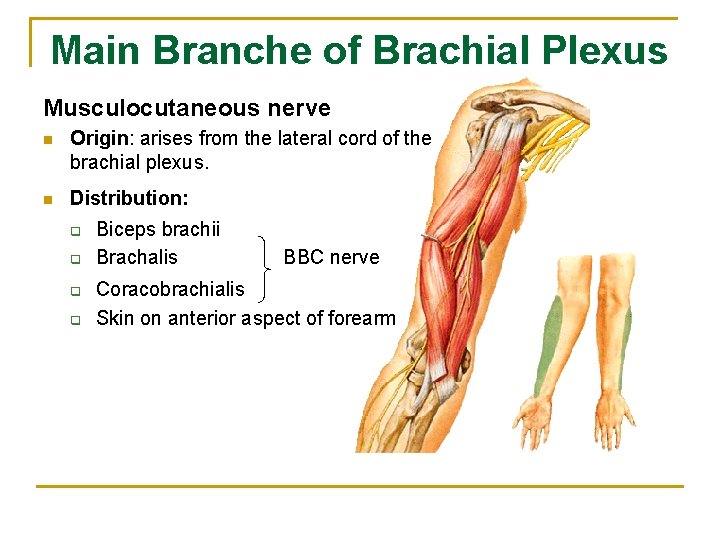 Main Branche of Brachial Plexus Musculocutaneous nerve n Origin: arises from the lateral cord