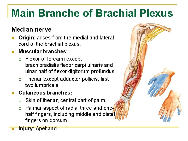 Main Branche of Brachial Plexus Median nerve n n Origin: arises from the medial