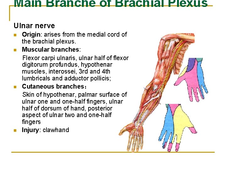 Main Branche of Brachial Plexus Ulnar nerve n n Origin: arises from the medial