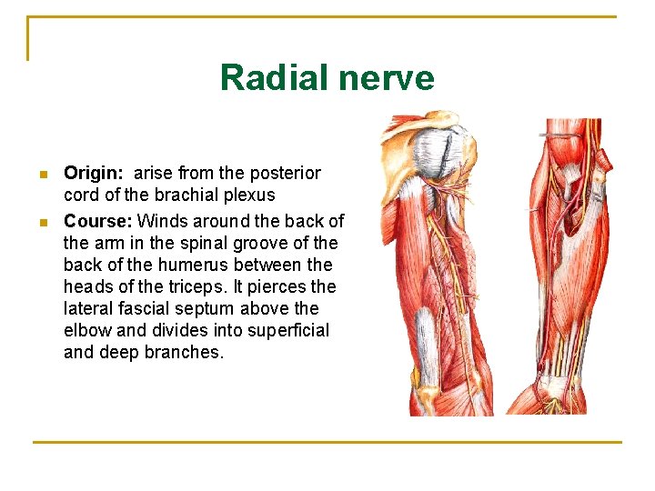 Radial nerve n n Origin: arise from the posterior cord of the brachial plexus