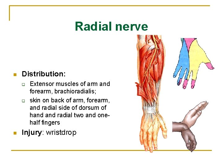 Radial nerve n Distribution: q q n Extensor muscles of arm and forearm, brachioradialis;