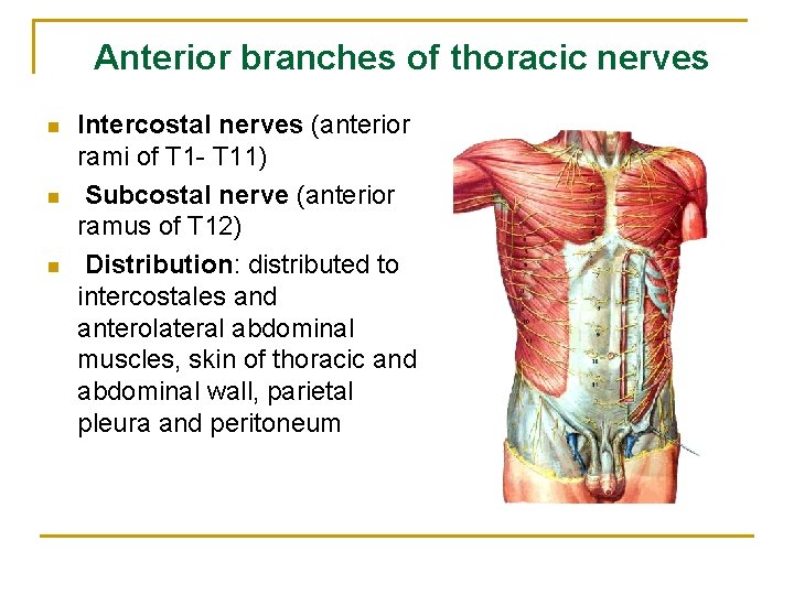 Anterior branches of thoracic nerves n n n Intercostal nerves (anterior rami of T