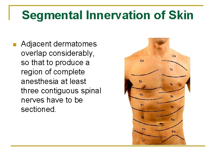 Segmental Innervation of Skin n Adjacent dermatomes overlap considerably, so that to produce a