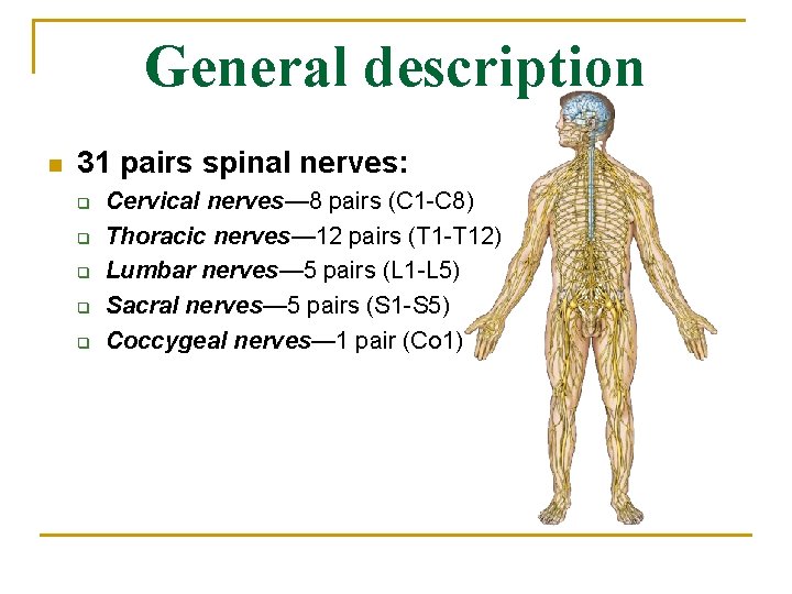 General description n 31 pairs spinal nerves: q q q Cervical nerves— 8 pairs