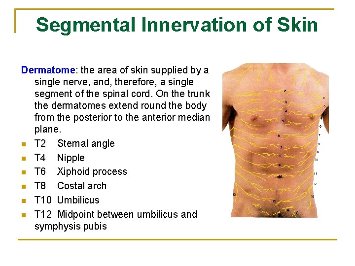 Segmental Innervation of Skin Dermatome: the area of skin supplied by a single nerve,