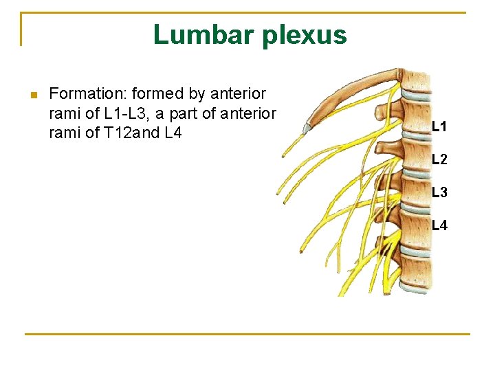 Lumbar plexus n Formation: formed by anterior rami of L 1 -L 3, a