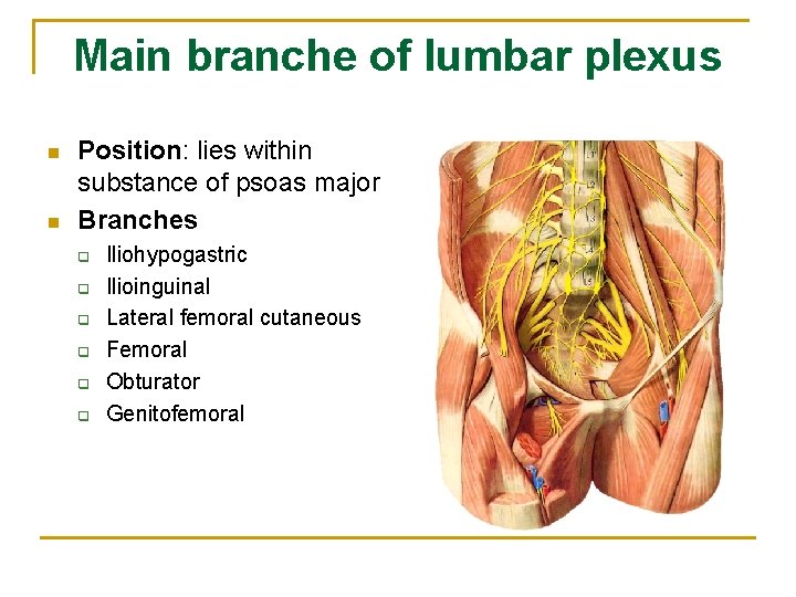 Main branche of lumbar plexus n n Position: lies within substance of psoas major