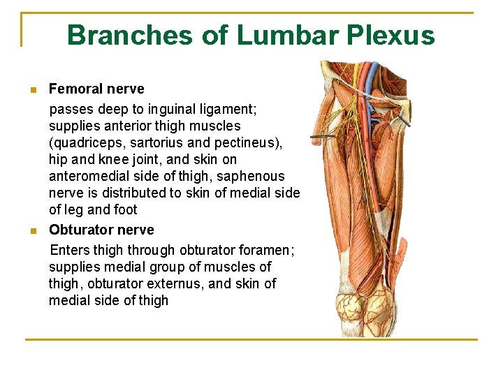 Branches of Lumbar Plexus n n Femoral nerve passes deep to inguinal ligament; supplies