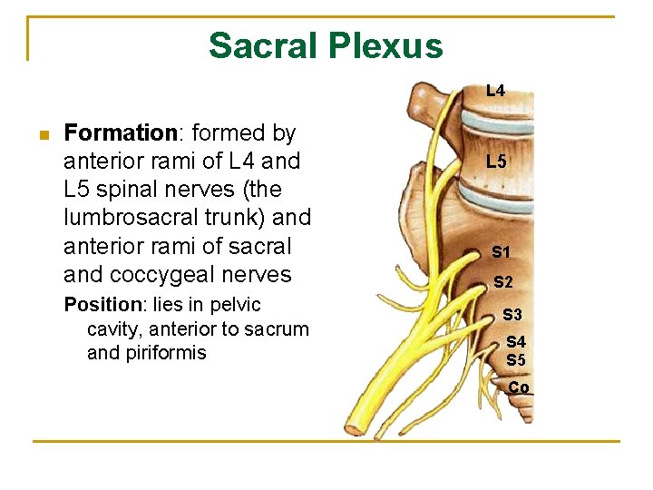 Sacral Plexus L 4 n Formation: formed by anterior rami of L 4 and