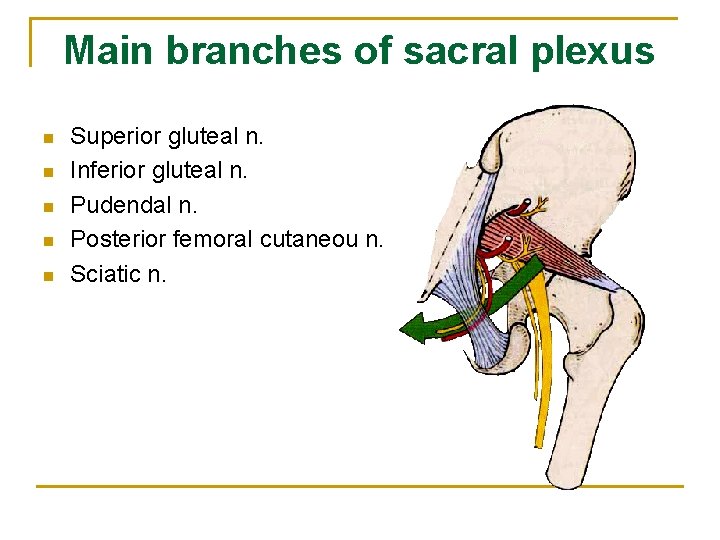 Main branches of sacral plexus n n n Superior gluteal n. Inferior gluteal n.