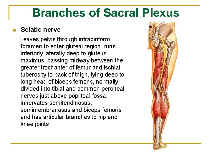Branches of Sacral Plexus n Sciatic nerve Leaves pelvis through infrapiriform foramen to enter