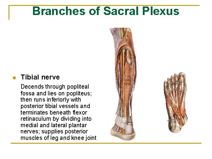 Branches of Sacral Plexus n Tibial nerve Decends through popliteal fossa and lies on