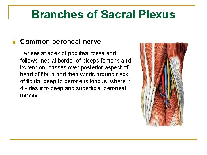 Branches of Sacral Plexus n Common peroneal nerve Arises at apex of popliteal fossa
